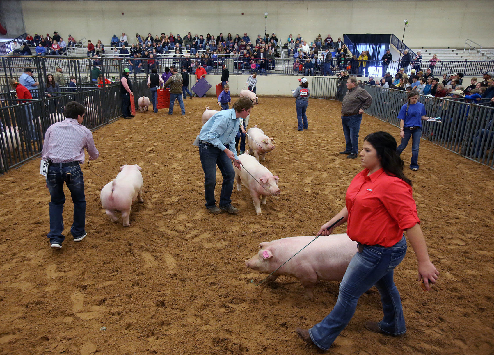 livestock show